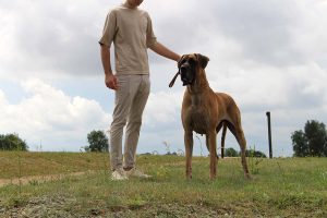 Sznytka z Kuźni Napoleońskiej