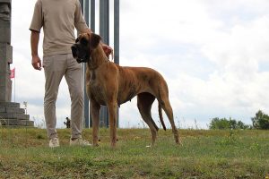 Sznytka z Kuźni Napoleońskiej