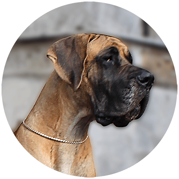 Sznytka z Kuźni Napoleońskiej