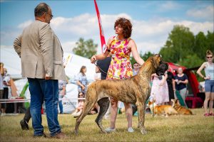 Trawka z Kuźni Napoleońskiej