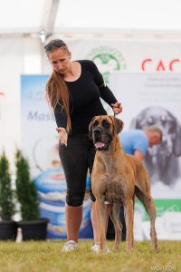 Sznytka z Kuźni Napoleońskiej