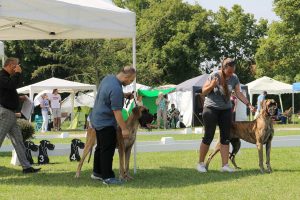 TRAWKA Z KUŹNI NAPOLEOŃSKIEJ