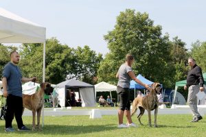 TRAWKA Z KUŹNI NAPOLEOŃSKIEJ