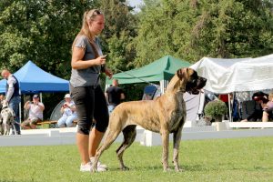 TRAWKA Z KUŹNI NAPOLEOŃSKIEJ