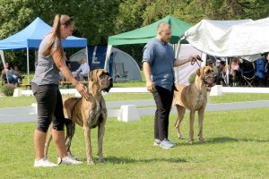 TRAWKA Z KUŹNI NAPOLEOŃSKIEJ