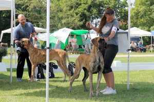 TRAWKA Z KUŹNI NAPOLEOŃSKIEJ