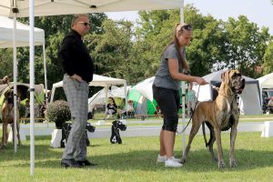 TRAWKA Z KUŹNI NAPOLEOŃSKIEJ