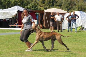 TRAWKA Z KUŹNI NAPOLEOŃSKIEJ