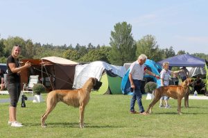 SZNYTKA Z KUŹNI NAPOLEOŃSKIEJ