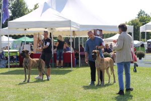 TRAWKA Z KUŹNI NAPOLEOŃSKIEJ