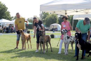 TRAWKA Z KUŹNI NAPOLEOŃSKIEJ