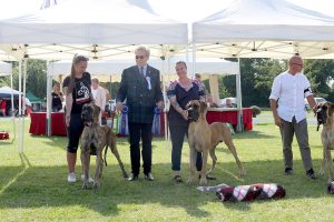 TRAWKA Z KUŹNI NAPOLEOŃSKIEJ