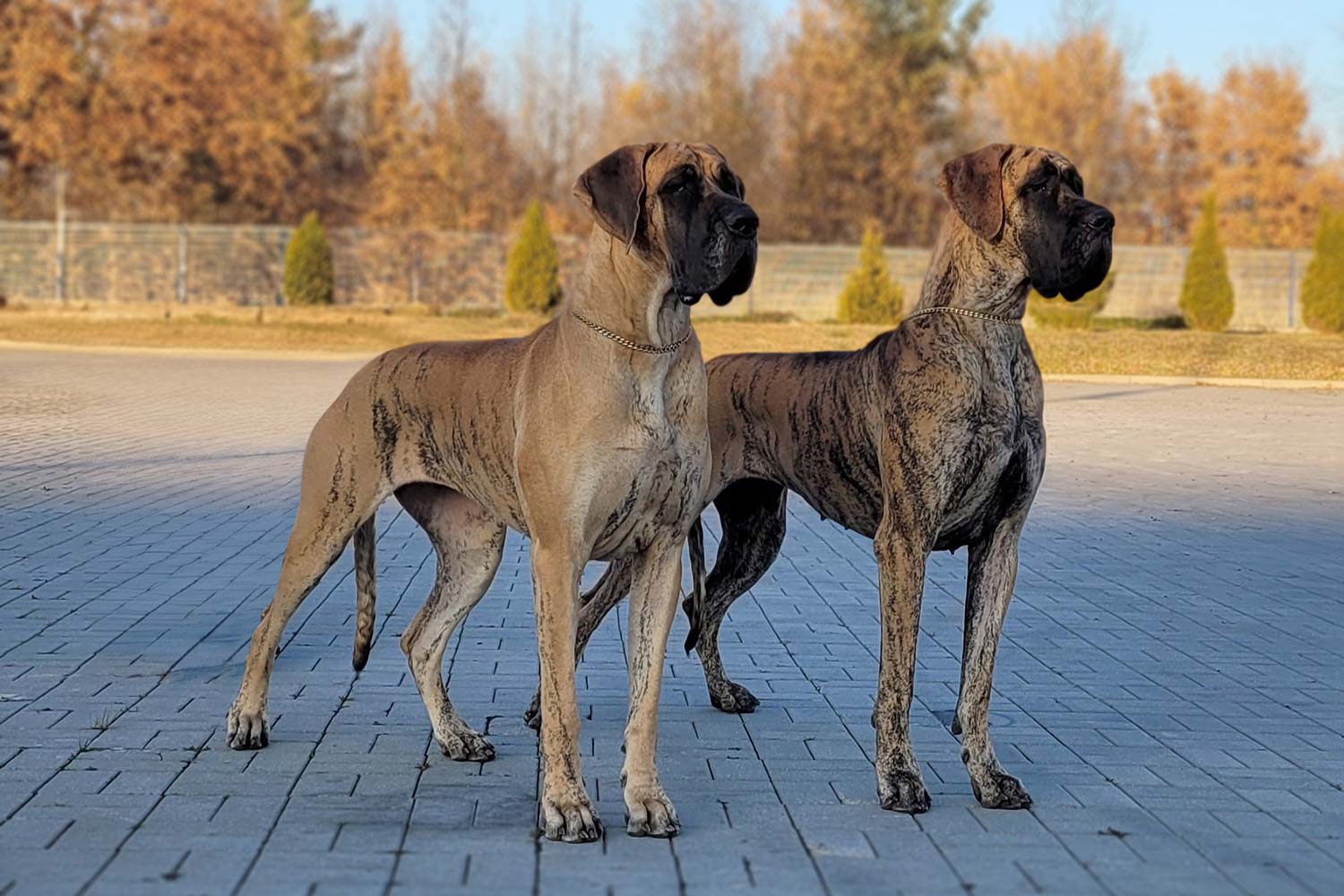 Trawka i Sznytka z Kuźni Napoleońskiej - Kielce 2024