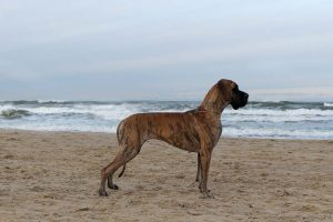 Trawka z Kuźni Napoleońskiej - Gdynia 2025