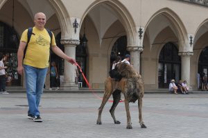 Trawka z Kuźni Napoleońskiej