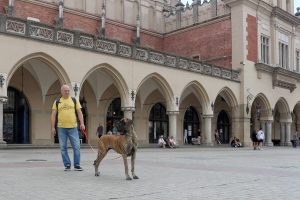 Trawka z Kuźni Napoleońskiej