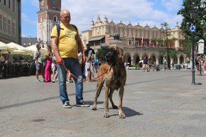 Trawka z Kuźni Napoleońskiej