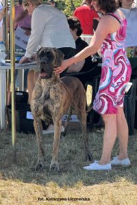 Trawka z Kuźni Napoleońskiej