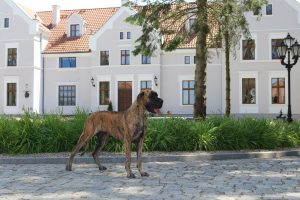 Trawka z Kuźni Napoleońskiej