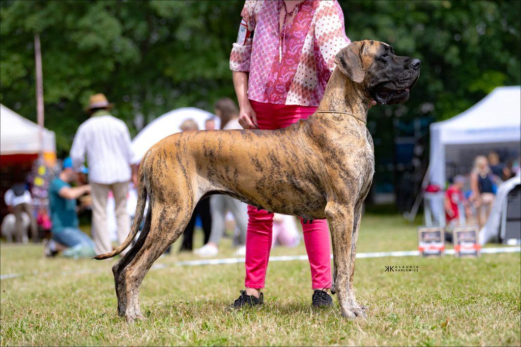 Trawka z Kuźni Napoleońskiej