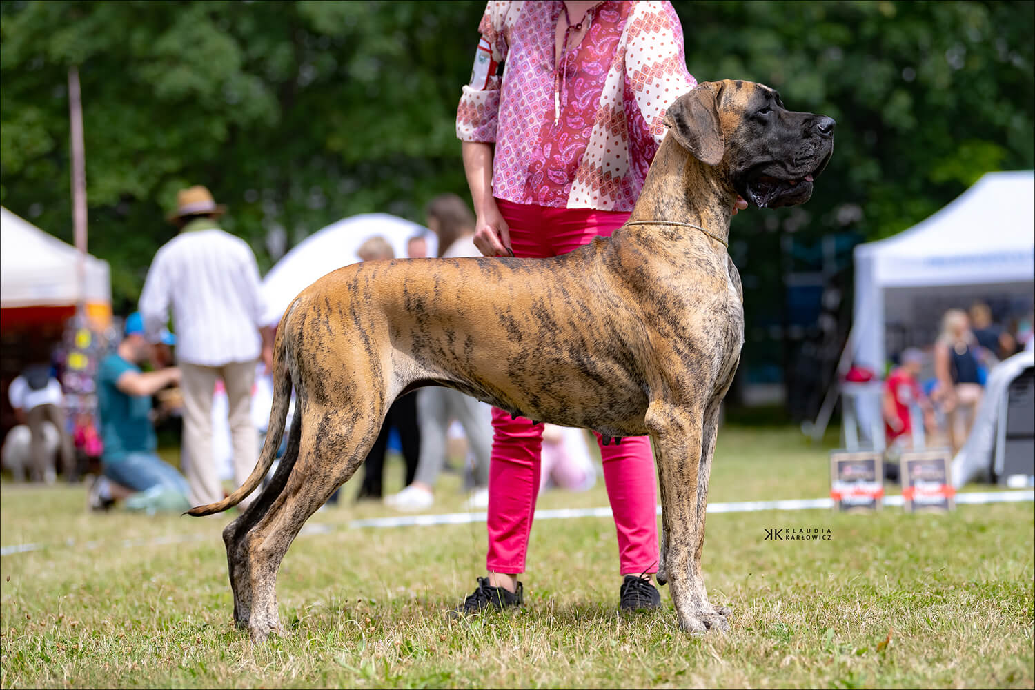 Trawka z Kuźni Napoleońskiej