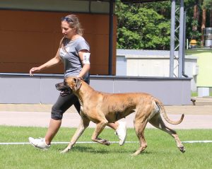 Sznytka z Kuźni Napoleońskiej