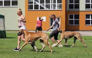 Sznytka z Kuźni Napoleońskiej