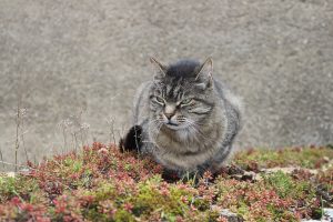Flavigny-sur-Ozerain
