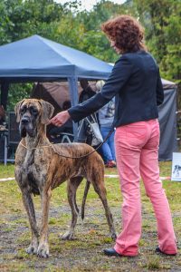 Trawka z Kuźni Napoleońskiej