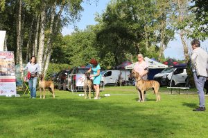 Trawka z Kuźni Napoleońskiej