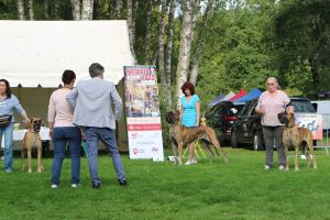 Trawka z Kuźni Napoleońskiej