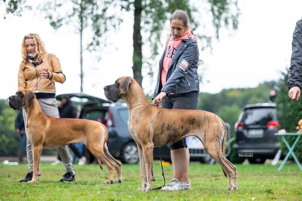 Sznytka z Kuźni Napoleońskiej