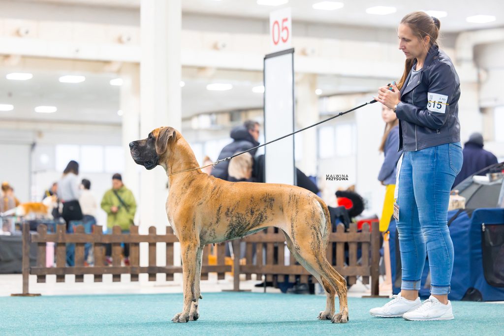 Sznytka z Kuźni Napoleońskiej