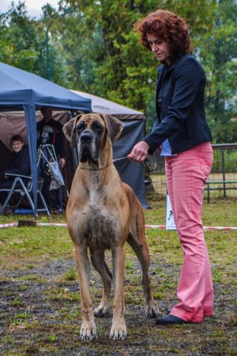 Sznytka z Kuźni Napoleońskiej