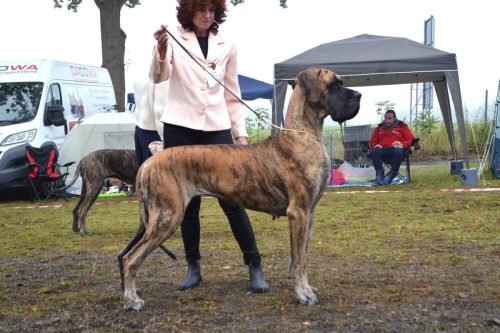 Trawka z Kuźni Napoleońskiej