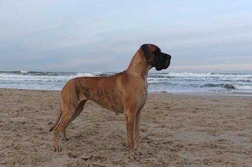 Sznytka z Kuźni Napoleońskiej - Gdynia 2025