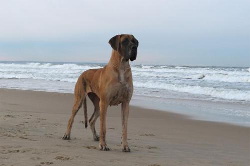 Sznytka z Kuźni Napoleońskiej - Gdynia 2025