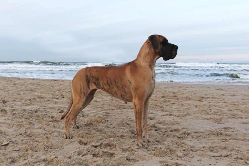 Sznytka z Kuźni Napoleońskiej - Gdynia 2025