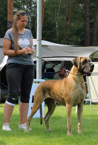 Sznytka z Kuźni Napoleońskiej