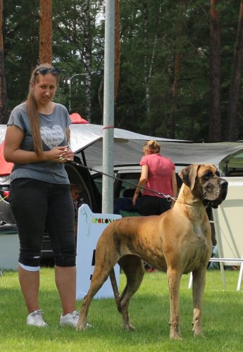 Sznytka z Kuźni Napoleońskiej