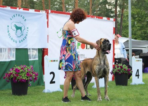 Trawka z Kuźni Napoleońskiej