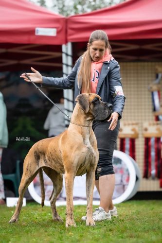 Sznytka z Kuźni Napoleońskiej