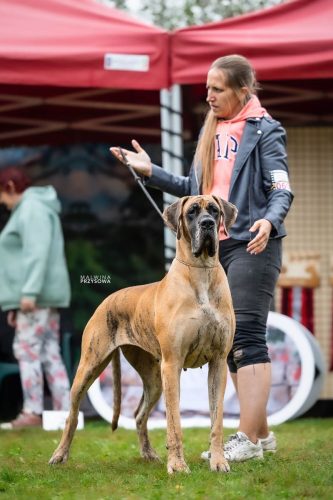 Sznytka z Kuźni Napoleońskiej