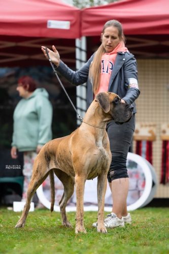 Sznytka z Kuźni Napoleońskiej