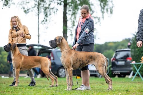Sznytka z Kuźni Napoleońskiej