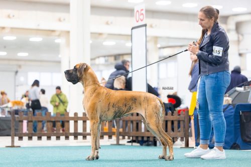Sznytka z Kuźni Napoleońskiej