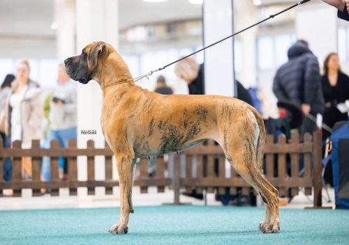 Sznytka z Kuźni Napoleońskiej