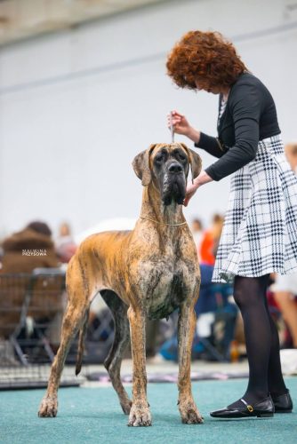 Trawka z Kuźni Napoleońskiej