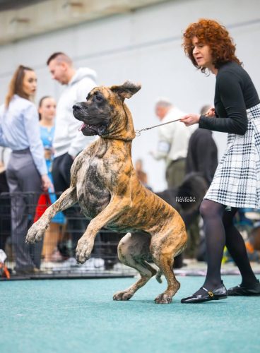 Trawka z Kuźni Napoleońskiej