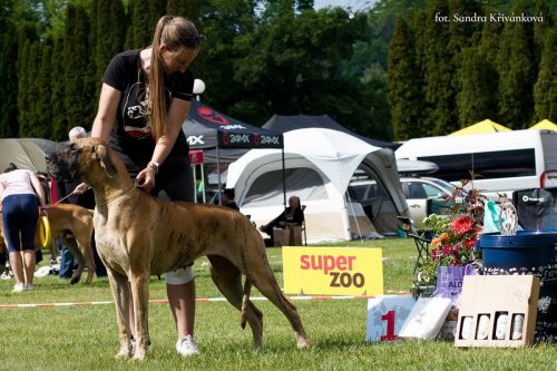 Sznytka z Kuźni Napoleońskiej